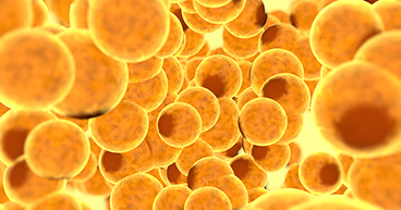 Fat-Cells