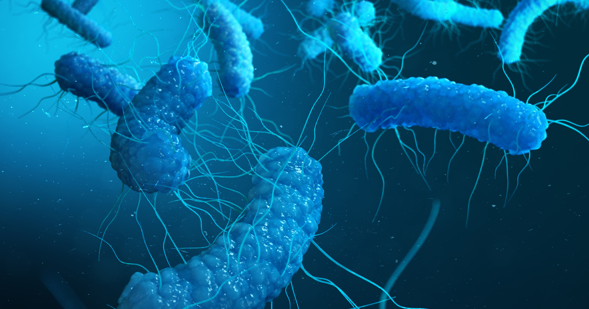Bacteria