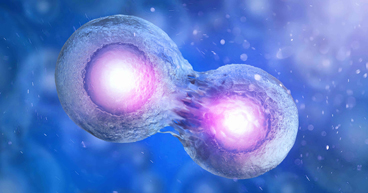 Stem-Cells